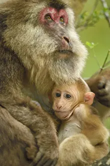 Tibetan macaque (Macaca thibetana) female with baby, Tangjiahe National Nature Reserve Tibetan macaque (Macaca thibetana) female with baby, Tangjiahe National Nature Reserve
