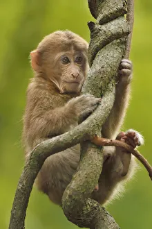Tibetan macaque (Macaca thibetana) infant in tree, Tangjiahe National Nature Reserve Tibetan macaque (Macaca thibetana) infant in tree, Tangjiahe National Nature Reserve