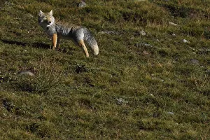 Tibetan Fox Tibetan Fox