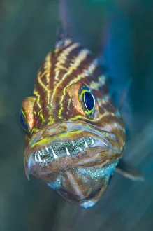 Tiger cardinalfish (Cheilodipterus macrodon) male mouthbrooding eggs in his mouth Tiger cardinalfish (Cheilodipterus macrodon) male mouthbrooding eggs in his mouth