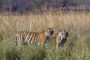 Tiger (Panthera tigris), female with large cubs, Ranthambhore National Park, Rajasthan Tiger (Panthera tigris), female with large cubs, Ranthambhore National Park, Rajasthan