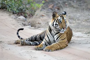 Tiger (Panthera tigris) male resting on road. Bandhavgarh National Park, India Tiger (Panthera tigris) male resting on road. Bandhavgarh National Park, India