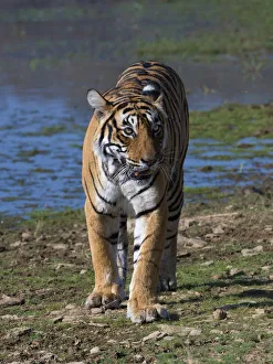 Tiger (Panthera tigris), walking on lake shore, Ranthambhore National Park, Rajasthan Tiger (Panthera tigris), walking on lake shore, Ranthambhore National Park, Rajasthan