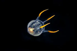 Tiny hydrozoa, which is a predatory jellyfish-like animal Tiny hydrozoa, which is a predatory jellyfish-like animal