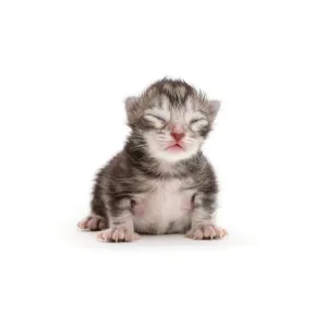 Tiny silver tabby kitten, Freya, 2 days Tiny silver tabby kitten, Freya, 2 days
