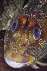 Tompot Blenny (Parablennius / Blennius gattorugine). Channel Islands, UK, August Tompot Blenny (Parablennius / Blennius gattorugine). Channel Islands, UK, August