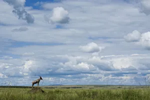 Topi (Damaliscus korrigum / Damaliscus lunatus) territorial male standing on mound Topi (Damaliscus korrigum / Damaliscus lunatus) territorial male standing on mound