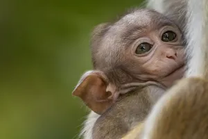 Toque macaque (Macaca sinica) infant, Yala National Park, Southern Province, Sri Lanka Toque macaque (Macaca sinica) infant, Yala National Park, Southern Province, Sri Lanka