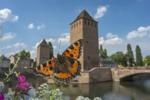 Tortoisehell butterfly (Aglais urticae) with Ponts Couverts in distance, Strasbourg, France Tortoisehell butterfly (Aglais urticae) with Ponts Couverts in distance, Strasbourg, France