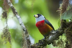 Toucan barbet (Semnornis ramphastinus) Bellavista cloud forest private reserve Toucan barbet (Semnornis ramphastinus) Bellavista cloud forest private reserve