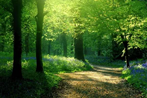 Track leading through Lanhydrock beech woodland with bluebells in spring, Cornwall. UK Track leading through Lanhydrock beech woodland with bluebells in spring, Cornwall. UK