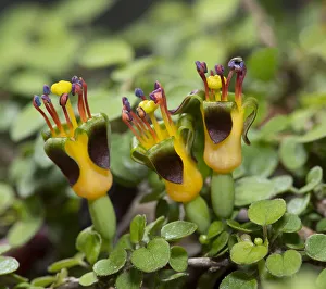 Trailing fuschsia (Fuchsia procumbens) cultivated in alpine house, Surrey, England, UK Trailing fuschsia (Fuchsia procumbens) cultivated in alpine house, Surrey, England, UK