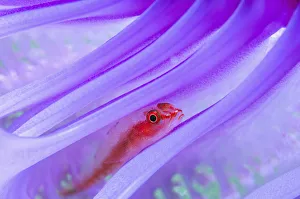 Translucent coral goby (Bryaninops erythrops) in Seapen (Virgularia gustaviana) Translucent coral goby (Bryaninops erythrops) in Seapen (Virgularia gustaviana)