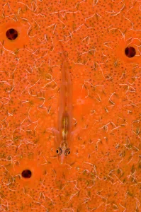 Translucent goby (Bryaninops erythrops) rests on sponge (Pione vastifica Translucent goby (Bryaninops erythrops) rests on sponge (Pione vastifica