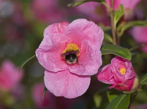 Tree bumblebee (Bombus hypnorum) nectaring on Camellia St Ewe (Camellia A williamsii) Tree bumblebee (Bombus hypnorum) nectaring on Camellia St Ewe (Camellia A williamsii)