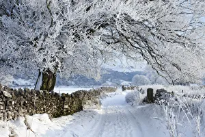 Tree coated in hoar frost along country lane near Eyam, Peak District National Park Tree coated in hoar frost along country lane near Eyam, Peak District National Park