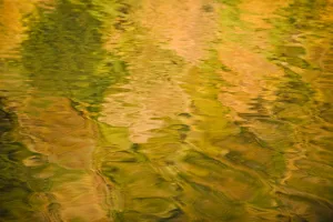 Tree colours reflected on the Galovac water surface, Upper Lakes, Plitvice Lakes NP Tree colours reflected on the Galovac water surface, Upper Lakes, Plitvice Lakes NP