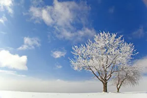 Tree covered with rime ice standing in snow-covered field, aginst blue sky with clouds Tree covered with rime ice standing in snow-covered field, aginst blue sky with clouds
