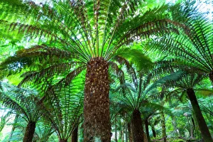 Tree ferns (Cyatheaceae) in Kells Bay Gardens, Ring of Kerry, Iveragh Peninsula, County Kerry Tree ferns (Cyatheaceae) in Kells Bay Gardens, Ring of Kerry, Iveragh Peninsula, County Kerry
