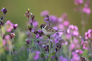 Tree sparrow (Passer montanus) perched, surrounded by wildflowers, Bempton Cliffs Tree sparrow (Passer montanus) perched, surrounded by wildflowers, Bempton Cliffs