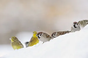 Tree Sparrow (Passer montanus) (right) and Yellowhammer (Emberiza citrinella Tree Sparrow (Passer montanus) (right) and Yellowhammer (Emberiza citrinella