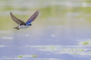 Tree swallow (Tachycineta bicolor) in fight over the Madison River, Montana, USA, June Tree swallow (Tachycineta bicolor) in fight over the Madison River, Montana, USA, June