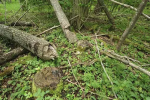 Trees felled by Eurasian beavers (Castor fiber) Moricsala Strict Nature Reserve, Moricsala Island Trees felled by Eurasian beavers (Castor fiber) Moricsala Strict Nature Reserve, Moricsala Island