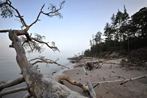 Trees washed up on sea shore, Cape Kolka, Slitere National Park, Latvia, June 2009 Trees washed up on sea shore, Cape Kolka, Slitere National Park, Latvia, June 2009