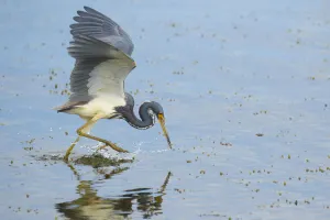 Tricolored heron (Egretta tricolor) adult in breeding plumage capturing fish by half-running Tricolored heron (Egretta tricolor) adult in breeding plumage capturing fish by half-running