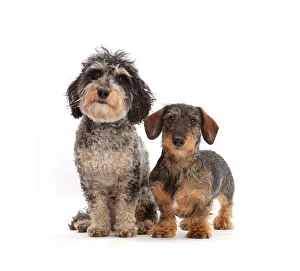 Tricolour Daxie-doodle dog, Dougal, and wire-haired Dachshund Tricolour Daxie-doodle dog, Dougal, and wire-haired Dachshund
