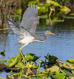 Tricoloured heron (Egretta tricolor) fishing by flying low over water, amongst Water lilies Tricoloured heron (Egretta tricolor) fishing by flying low over water, amongst Water lilies