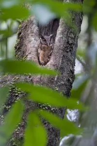 Tropical Screech Owl (Megascops choliba) perched in tree hole in rainforest canopy Tropical Screech Owl (Megascops choliba) perched in tree hole in rainforest canopy