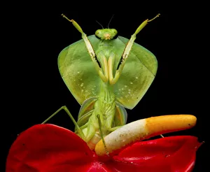 Tropical shield mantis (Choeradodis rhombicollis) in defensive position, on flower Tropical shield mantis (Choeradodis rhombicollis) in defensive position, on flower