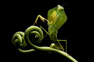Tropical shield mantis (Choeradodis sp.) (Possibly C. rhombicollis) Canande, Esmeraldas Tropical shield mantis (Choeradodis sp.) (Possibly C. rhombicollis) Canande, Esmeraldas