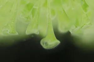 Trumpet animalcules (Stentor polymorphus) with algal symbionts (Chlorella), Europe Trumpet animalcules (Stentor polymorphus) with algal symbionts (Chlorella), Europe