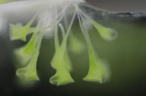 Trumpet animalcules (Stentor polymorphus) with algal symbionts (Chlorella) Europe Trumpet animalcules (Stentor polymorphus) with algal symbionts (Chlorella) Europe