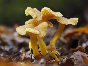 Trumpet Chanterelle (Cantharellus tubaeformis) Group fruiting on woodland floor Trumpet Chanterelle (Cantharellus tubaeformis) Group fruiting on woodland floor