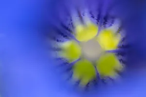 Trumpet / Stemless Gentian flower (Gentiana acaulis) looking down the middle of the flower Trumpet / Stemless Gentian flower (Gentiana acaulis) looking down the middle of the flower
