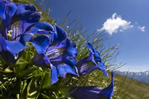 Trumpet / Stemless Gentian (Gentiana acaulis) Nordtirol, Austrian Alps. June Trumpet / Stemless Gentian (Gentiana acaulis) Nordtirol, Austrian Alps. June
