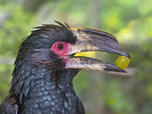 Trumpeter hornbill (Bycanistes bucinator) feeding, captive Trumpeter hornbill (Bycanistes bucinator) feeding, captive
