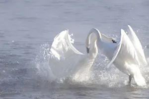 Trumpeter Swans (Cygnus buccinator) in winter morning mist, showing aggression during Trumpeter Swans (Cygnus buccinator) in winter morning mist, showing aggression during