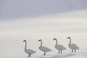 Trumpeter swans (Cygnus buccinator) on the edge of the Upper Yellowstone River Trumpeter swans (Cygnus buccinator) on the edge of the Upper Yellowstone River