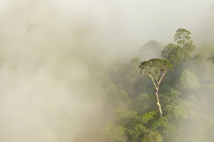 Tualang / Mengaris tree (Koompassia excelsa) emerging from canopy amongst cloud. Danum Valley Tualang / Mengaris tree (Koompassia excelsa) emerging from canopy amongst cloud. Danum Valley