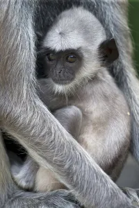 Tufted grey langur (Semnopithecus priam priam) baby, Sri Lanka Tufted grey langur (Semnopithecus priam priam) baby, Sri Lanka