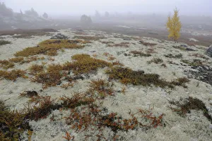 Tundra with Reindeer lichen / moss and a few small trees in mist, Forollhogna National Park Tundra with Reindeer lichen / moss and a few small trees in mist, Forollhogna National Park