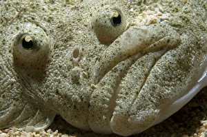 Turbot (Scophthalmus maximus) detail of the eyes and mouth, United Kingdom, September Turbot (Scophthalmus maximus) detail of the eyes and mouth, United Kingdom, September