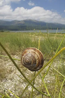 Turkish / Balkan edible snail (Helix lucorum) on plant, Stenje region, Lake Macro Prespa Turkish / Balkan edible snail (Helix lucorum) on plant, Stenje region, Lake Macro Prespa