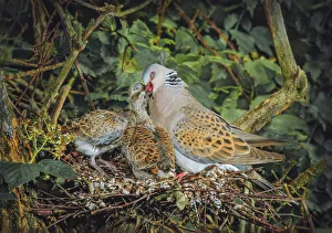 Turtle dove (Streptopelia turtur) female feeding chicks on nest Turtle dove (Streptopelia turtur) female feeding chicks on nest