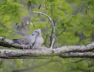 Turtle Dove (Streptopelia turtur) pair, Pusztaszer, Hungary, May 2008 Turtle Dove (Streptopelia turtur) pair, Pusztaszer, Hungary, May 2008