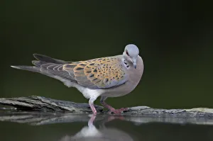 Turtle dove (Streptopelia turtur) at water, Pusztaszer, Hungary, May 2008 Turtle dove (Streptopelia turtur) at water, Pusztaszer, Hungary, May 2008